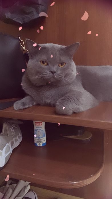 Кота забрали , продано