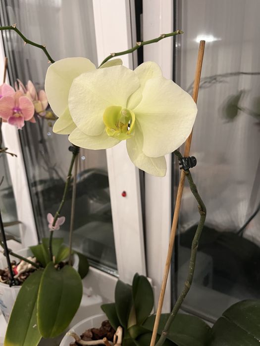 Продам орхидеи, в горшках