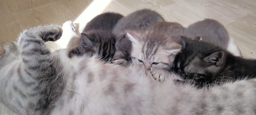 Котята британские