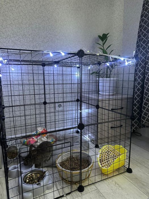 Продается кролик декоративный.