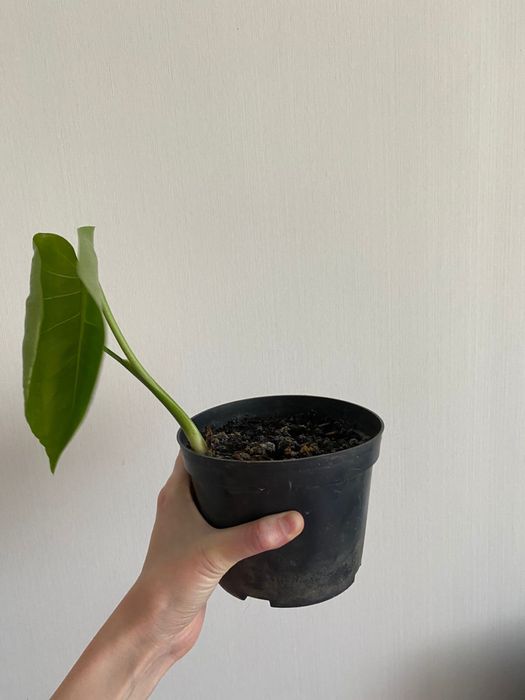 Продам монстеру 1 рост