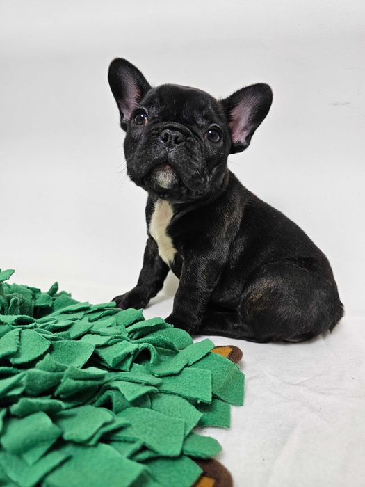 Femela Bulldog Francez