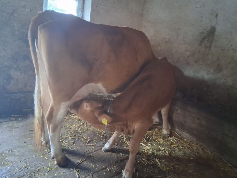 Vand vaca cu vitea