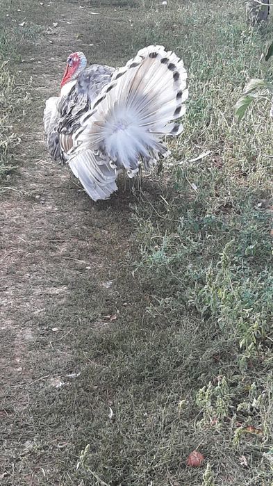 Curcan de vanzare