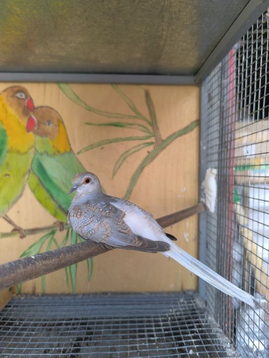 Бриллиантовые горлицы