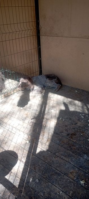 Продам шенка Дратхара