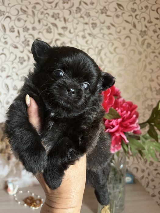 Щенки помчи,шпиц с чихуахуа