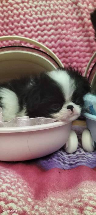 Щенки японского хина