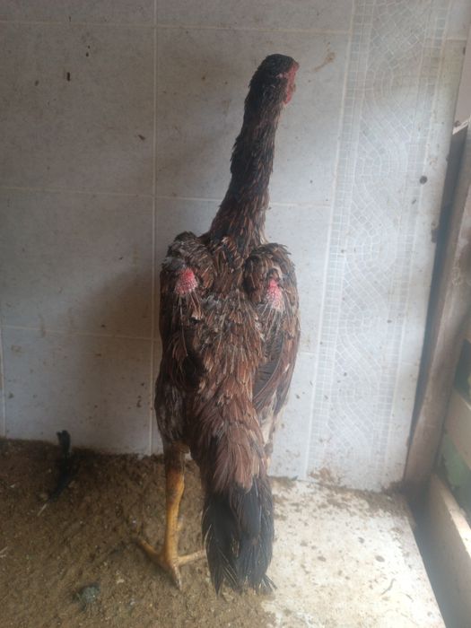 Dakan tovuq bedana par