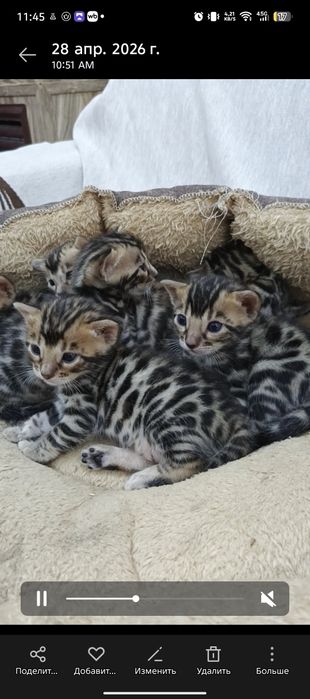 К Продаже и Брони Готовятся Бенгалы