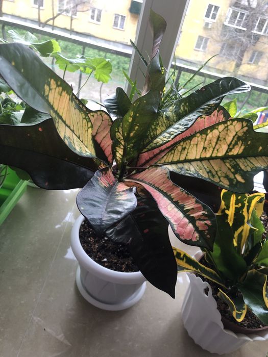 Продам кротон Вилма