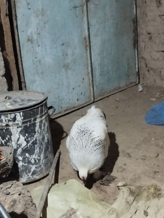 Brama Xoroz sotiladi