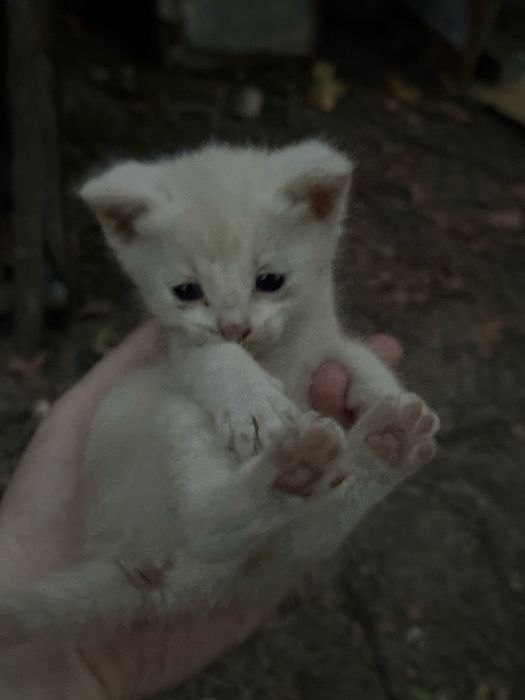 Котята ищут дом