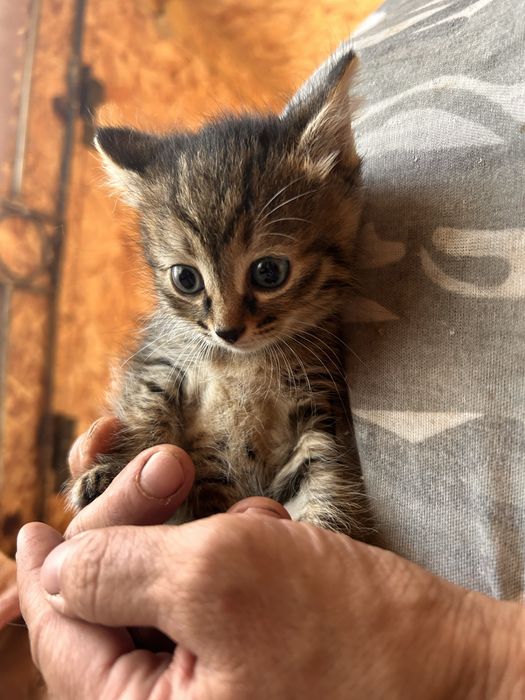 Котята ищут мам-пап