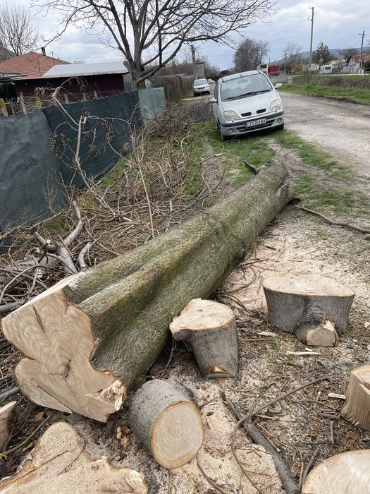 ПАУЛОВНИЯ пауловния