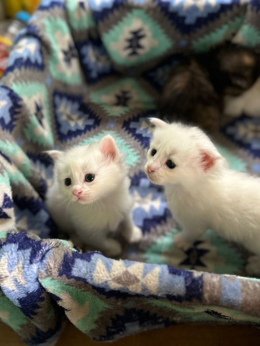 Отдам белых и пушистых котят !