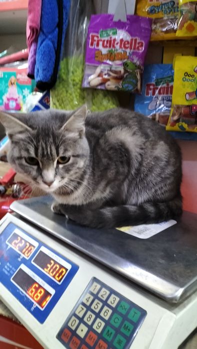 Кошка домашная серая