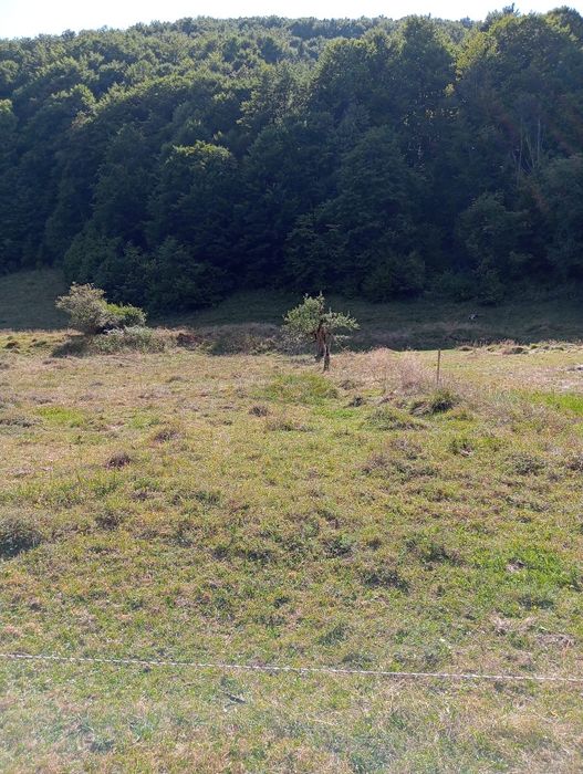 Vând teren intravilan,2392 m2