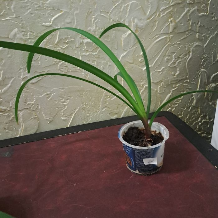 Продам цветы комнатные ,алоэ