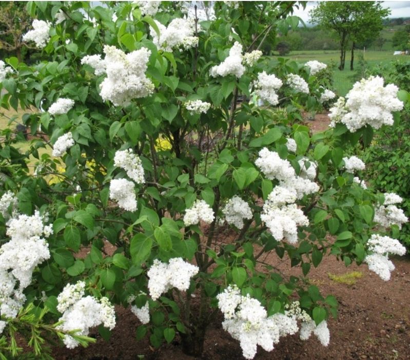 Сирень саженцы сортовая.