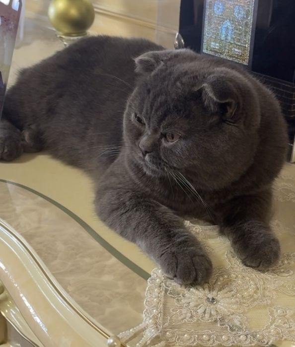 Продается кот скоттиш фолд несмешанная парода