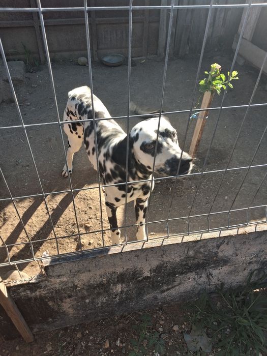 Spre adopție Dalmatian