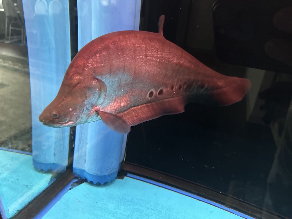 Рыба Нож Хитала.