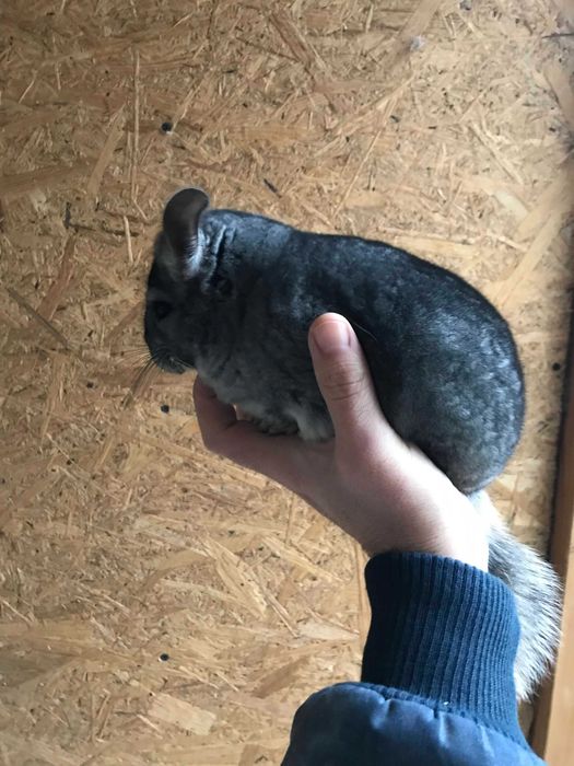 Pui chinchilla!!