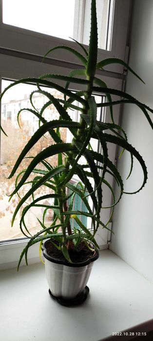 Цветы комнатные, алоэ.