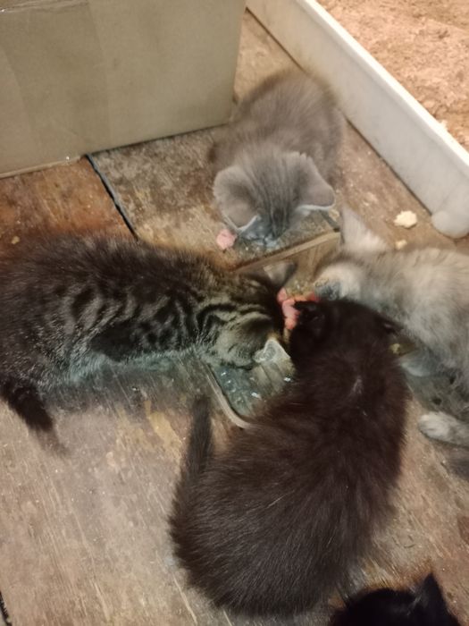 Котята маленькие