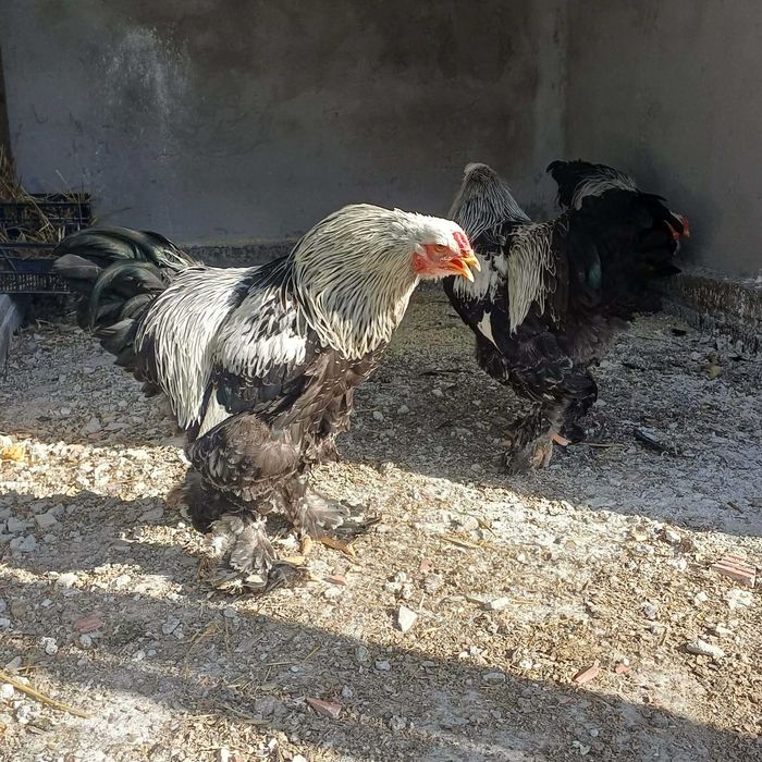 Vând cocoși Brahma