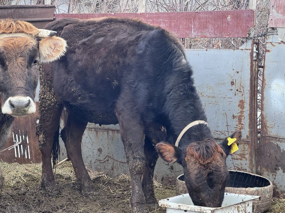Семіз сиыр сатылады
