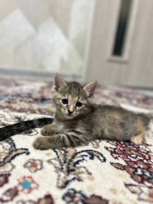 Mushukchalar mehrli oilalarga beriladi (tekin,yaxshi qarashsa boʻldi)
