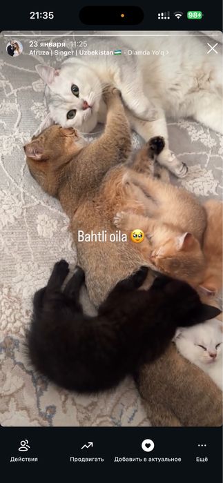 Sotiladi: Britanskiy Shinshilla  mushukchalar narxini kelishiladi