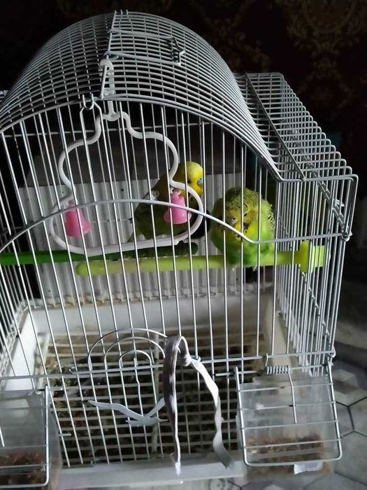 Papugay 2 ta qafasi bilan