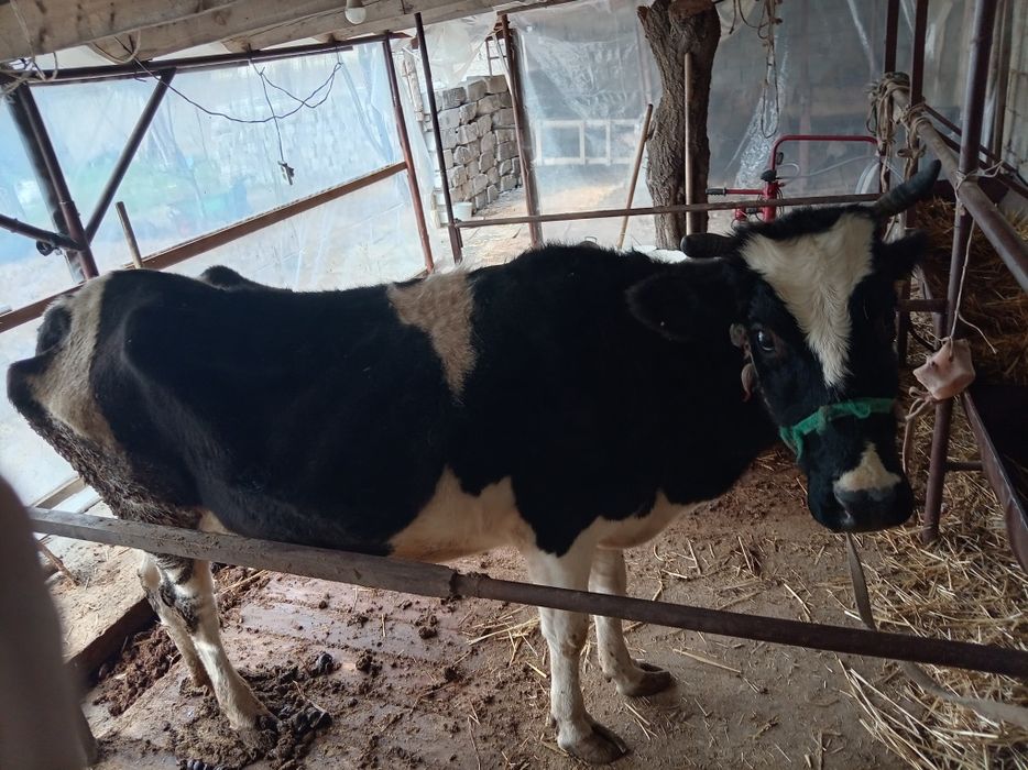 Екі сыйыр сатылады