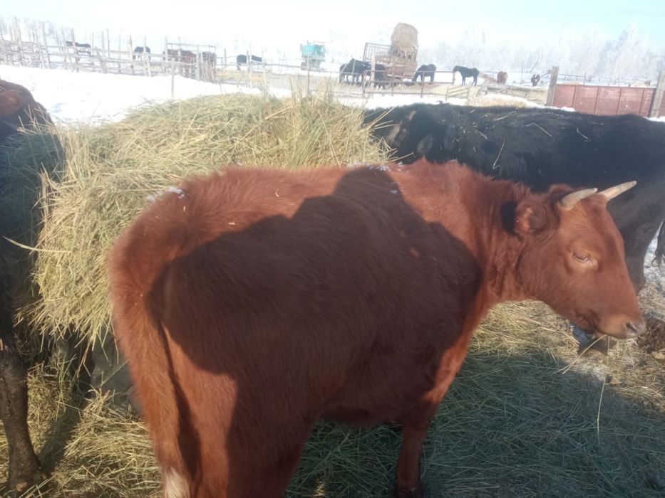 Продается КРС, бычки и телочки