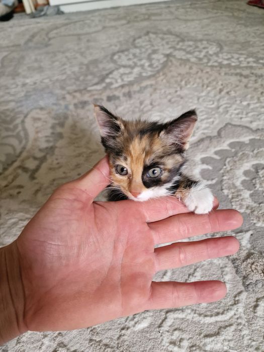 Отдам котенка в хорошие руки
