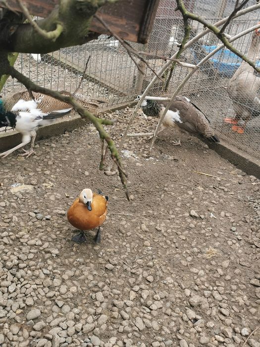 Pereche păuni arlechini 2025