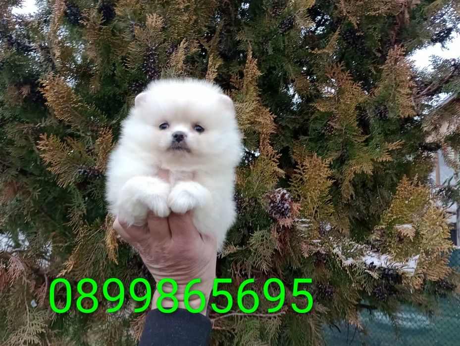 Момиченце! Померан!