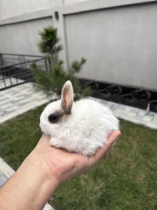 Продам карликовых Нидерландских панд