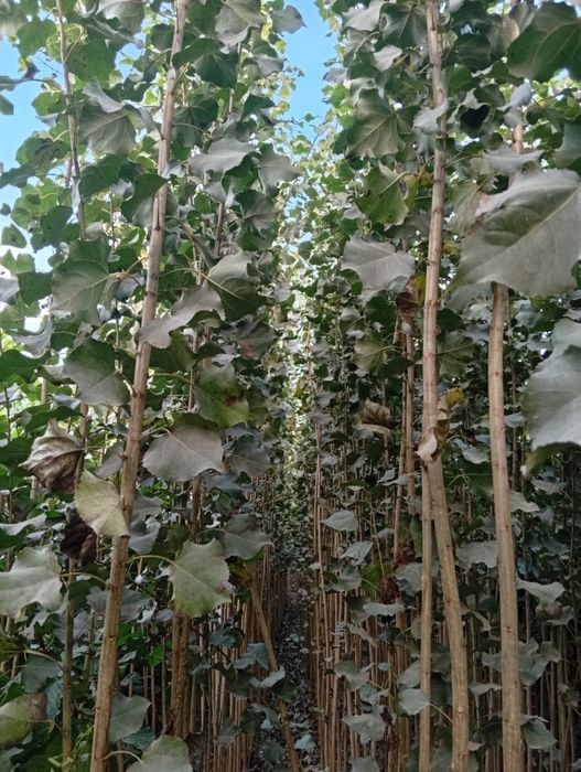 Terak koʻchatlar bor arzon narxlarda  aloqaga chiqarasilar kimga kere