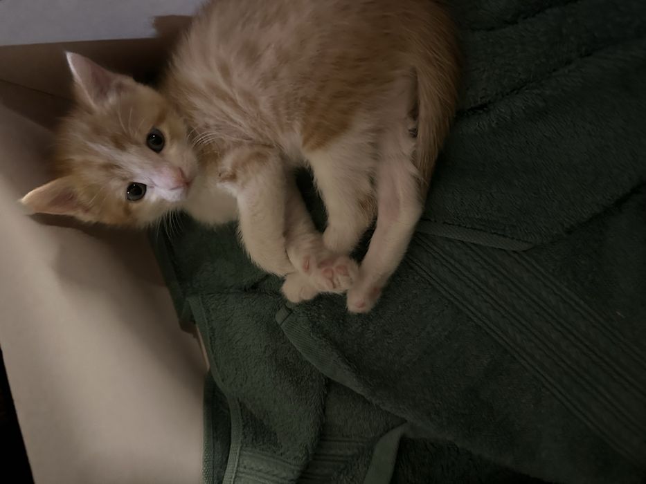 Котенок 2,5 месяца