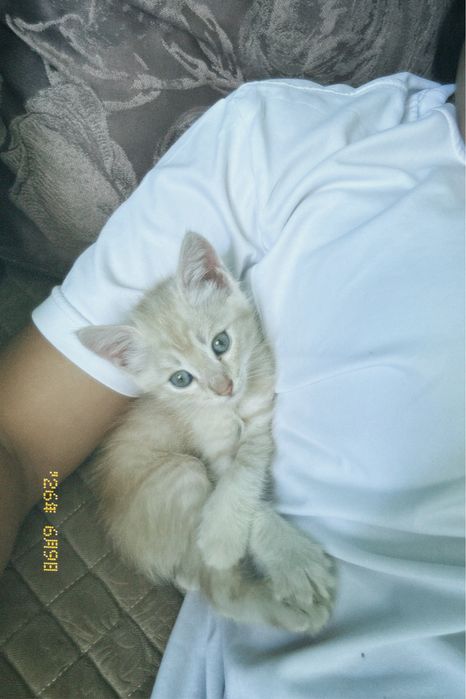 Отдам котянка в добрые руки