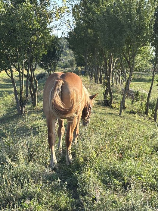 Vand manza de un an jumatate