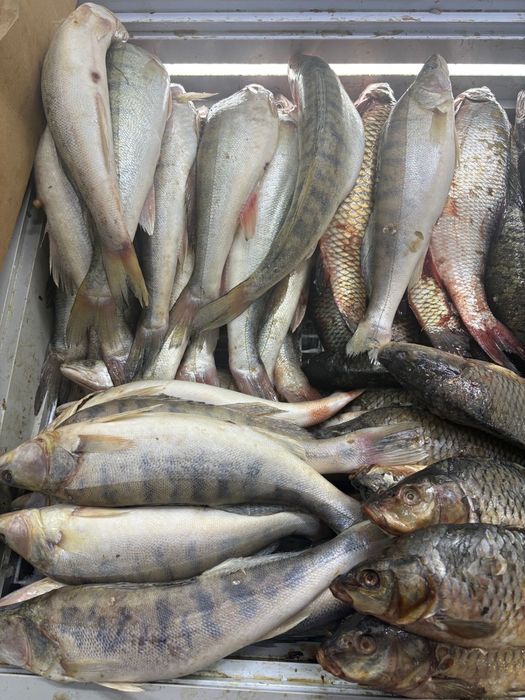 Свежая рыба 2000