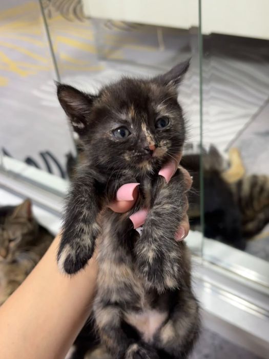 Отдам котят в добрые ручки
