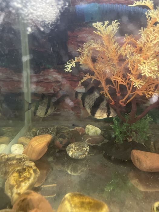 Аквариум балыктарымен сатылады.