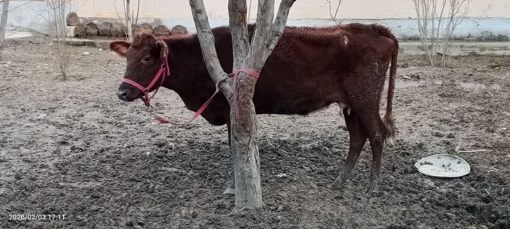 Ona bola sigir sotiladi