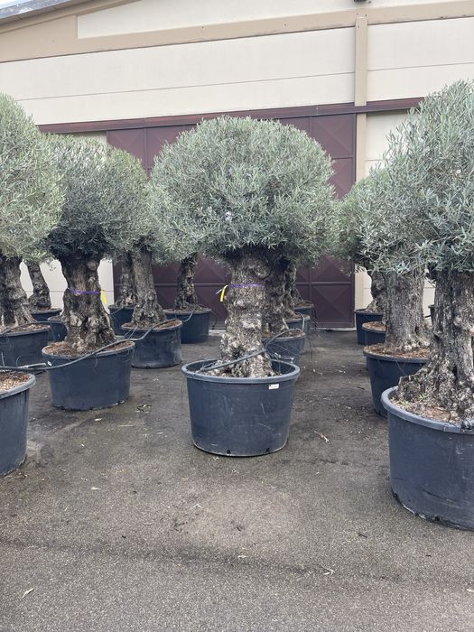 (Maslin secular) (palmieri rezistenti la inghet)